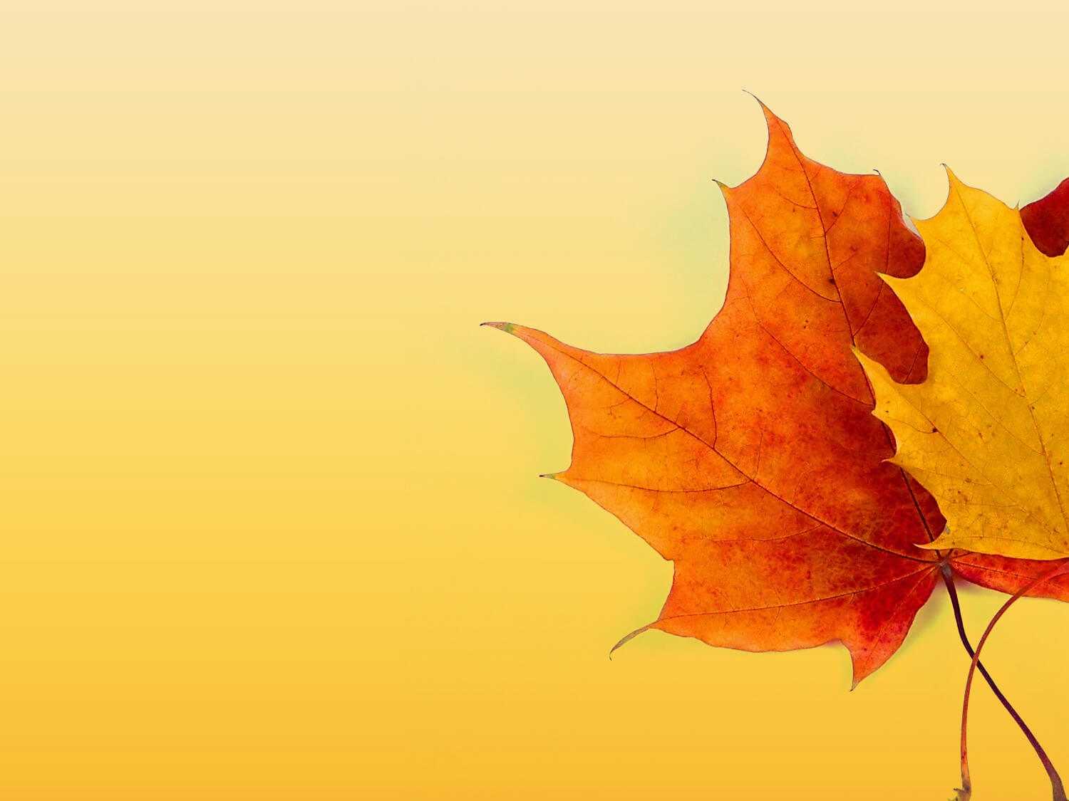 Autumn Ppt Background – Powerpoint Backgrounds For Free Intended For Free Fall Powerpoint Templates